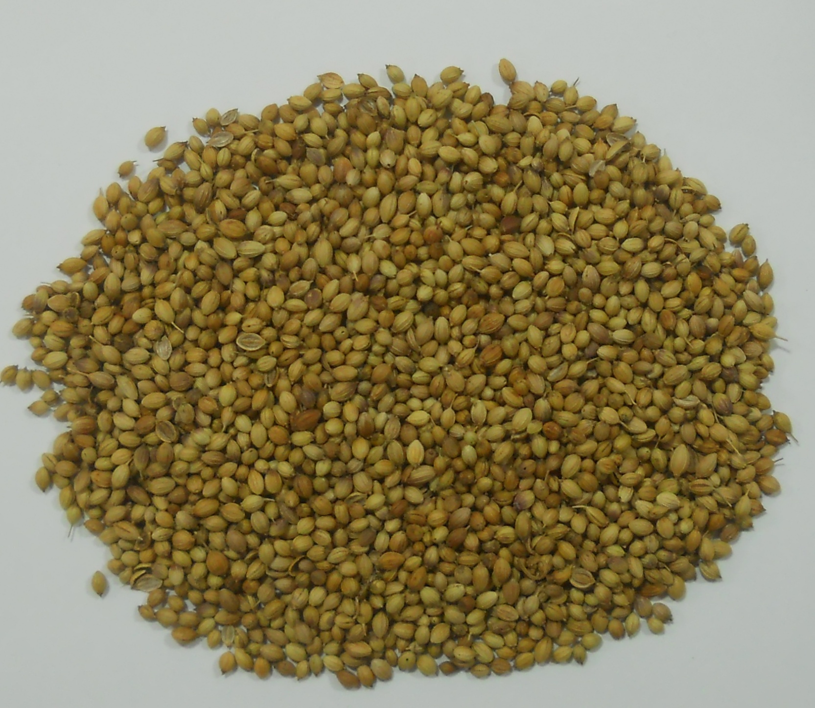 Coriander Seeds